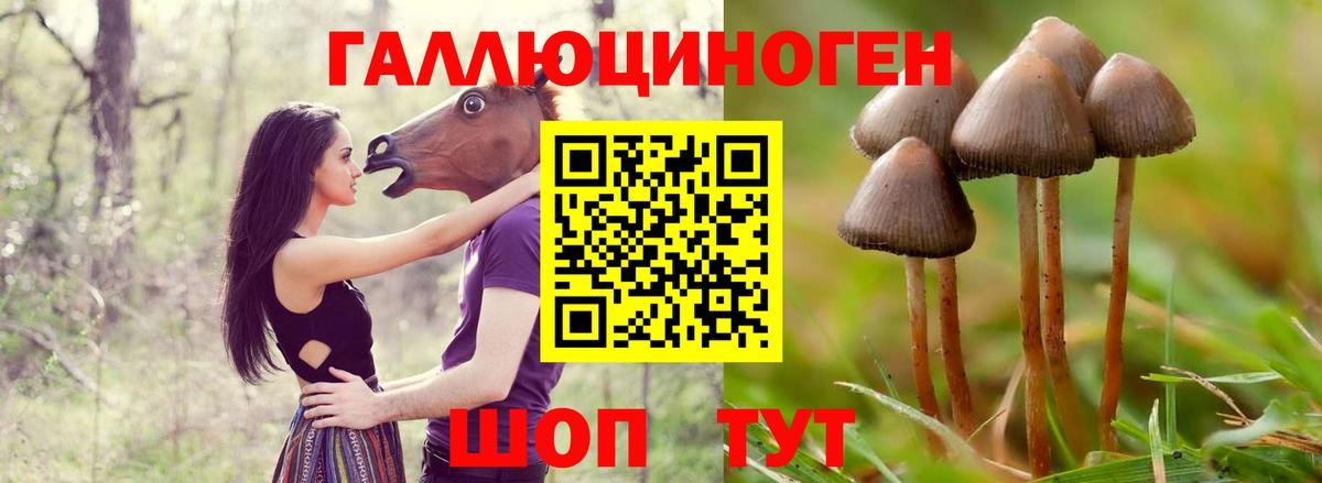 хочу   Галлюциногенные грибы Cubensis  Вход с VPN  Избербаш 